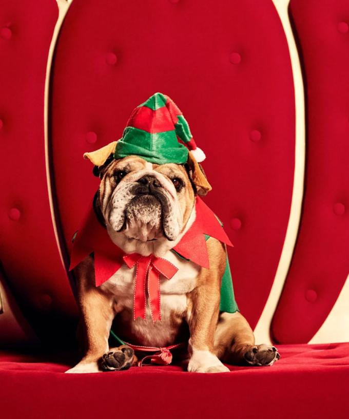 Westfield Is Doing Pet Photos With Santa, So The WHOLE Family Can Be